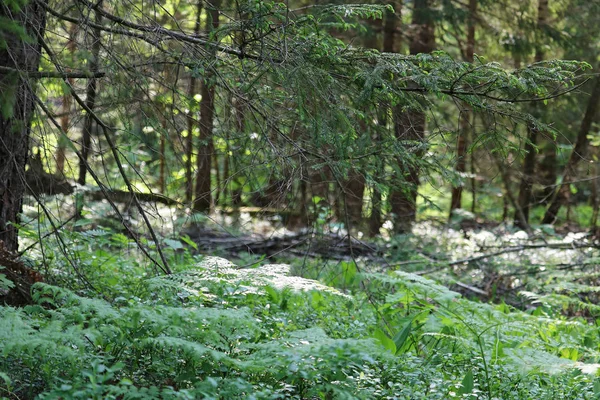 Ormanda güneş ışığı