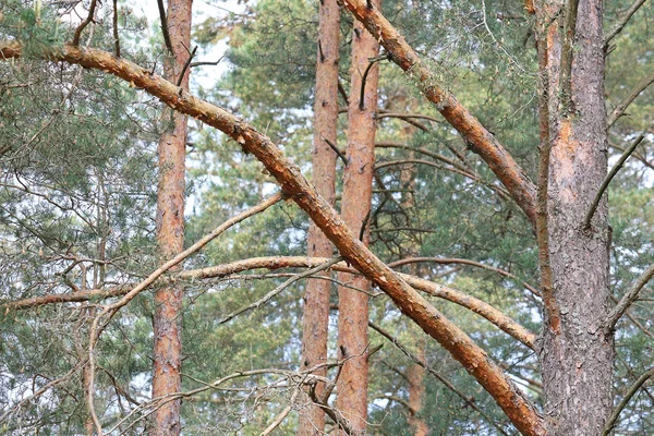 Çam ormanında yürü