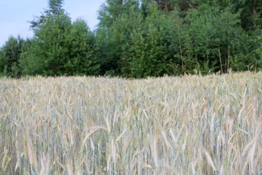 Olgun buğdaylı tarla