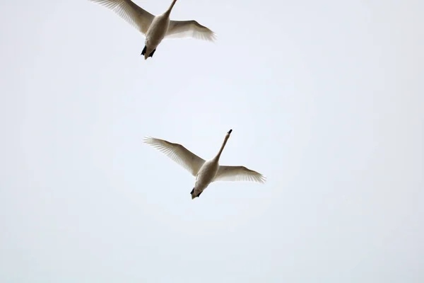 Cisnes Blancos Vuelan Sur —  Fotos de Stock