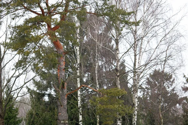 Mischwald Herbst — Stockfoto