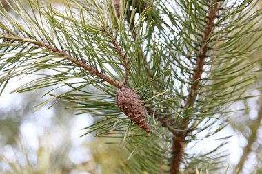 Çam dallarında koniler