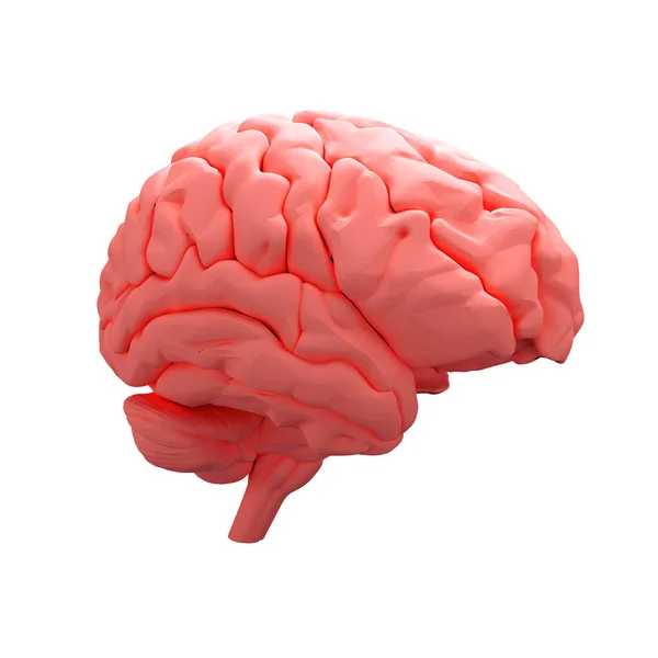Красный человеческий мозг — стоковое фото
