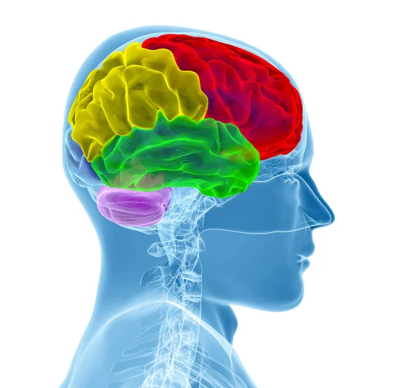 Illustrazione di rendering 3d del cervello umano — Foto Stock