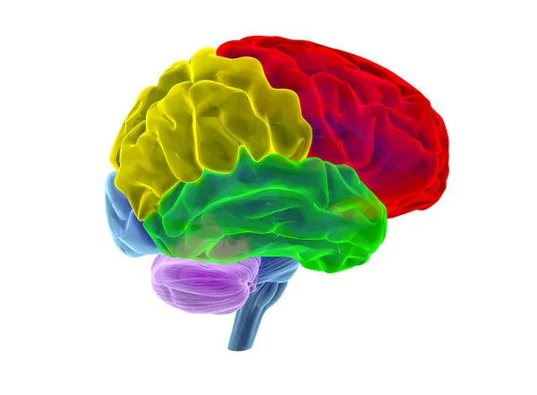 Human brain - 3D Illustration — Stock Photo, Image