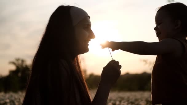 Silhouettes of a young mother playing with a flower with her two-year-old son. — Stock Video