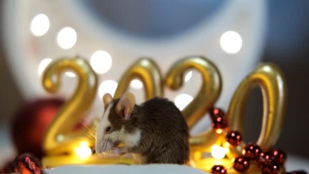Eine kleine graue Ratte mit weißer Schnauze ist ein Symbol für das kommende neue Jahr 2020. — Stockvideo