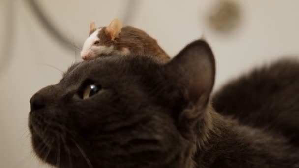 猫の頭には小さな灰色のネズミが座っている。. — ストック動画