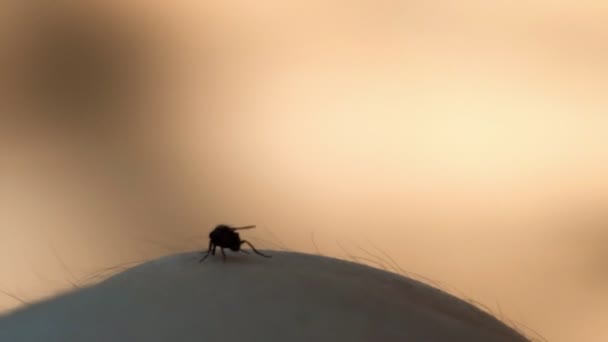Gros plan d'une mouche rampant sur la peau d'une personne .