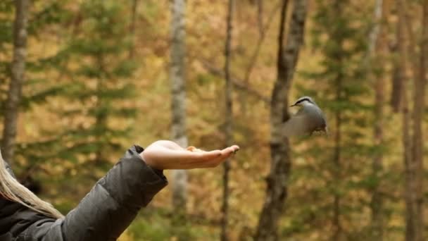 Primer plano de un pequeño pájaro curioso comiendo pan de la mano de una joven en un parque natural . — Vídeos de Stock