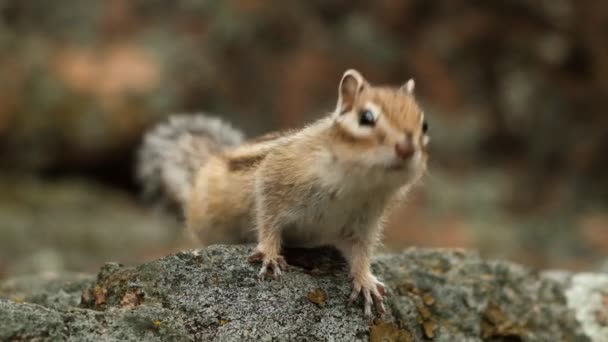 Close-up of a little curious Chipmunk looking at the camera. Slow motion. — Stock Video