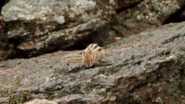 Αργή κίνηση ενός χαριτωμένου χνουδωτού σκίουρου που πηδάει σε ένα βράχο και ψάχνει για φαγητό.. — Αρχείο Βίντεο