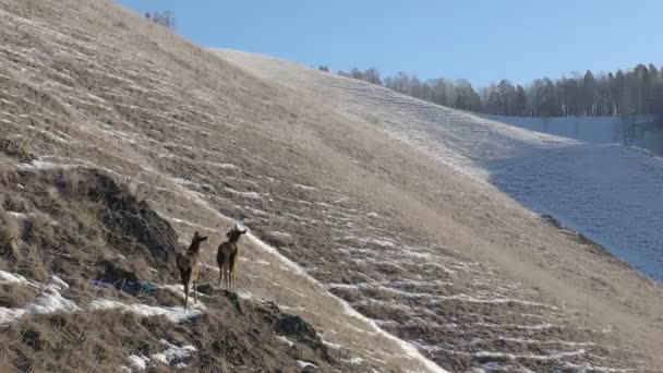 一只母鹿带着孩子在山腰上. — 图库视频影像