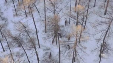 Sibirya doğa rezervi Stolby, Krasnoyarsk 'ta karla kaplı bir ormanda vahşi bir geyik sürüsünün hava görüntüsü..
