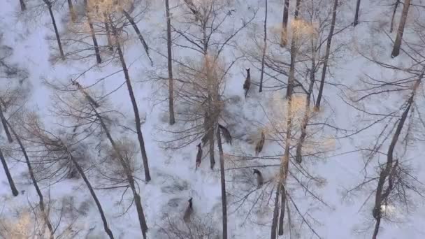 Sibirya doğa rezervi Stolby, Krasnoyarsk 'ta karla kaplı bir ormanda vahşi bir geyik sürüsünün hava görüntüsü.. — Stok video