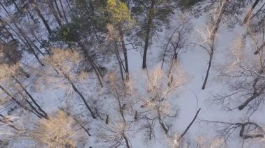 Sibirya doğa rezervi Stolby, Krasnoyarsk 'ta karla kaplı bir ormanda vahşi bir geyik sürüsünün hava görüntüsü..