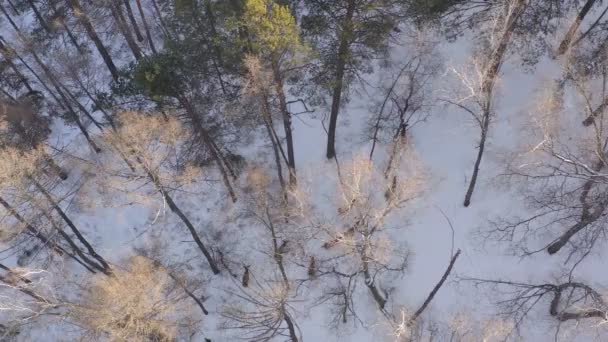 Вид з повітря на стадо дикого оленя в вкритому снігом лісі в сибірському заповіднику Столбі, Красноярськ.. — стокове відео