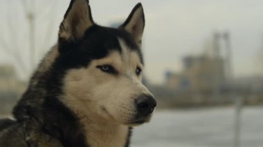 İri bir köpeğin yavaş hareket eden portresi.