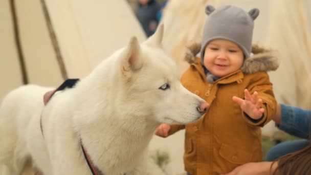 Movimento lento de uma pequena criança curiosa brincando com um cão branco husky . — Vídeo de Stock