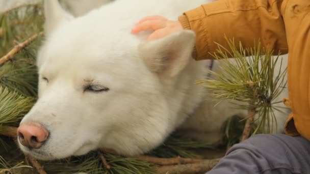 Крупним планом дитяча рука погладжує сплячого собаку — стокове відео