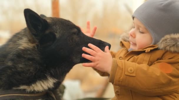 Movimiento lento de un niño tocando la nariz de un perro negro. Amistad de un niño con una mascota . — Vídeo de stock