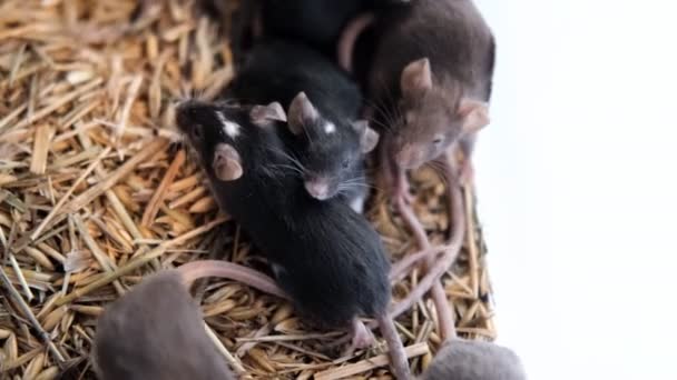 A family of black mice on a farm. — Stock Video