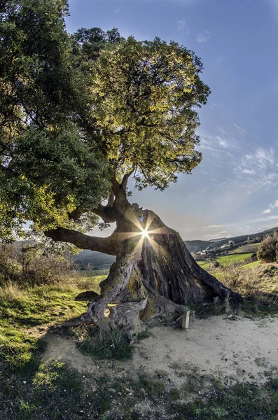 Encina de Eraul. Navarra