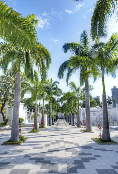 Palm trees in a cemetery — Stock Photo, Image