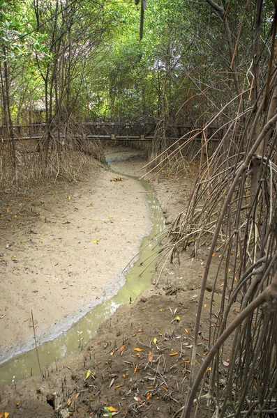 Barro y agua en un bosque — Foto de Stock