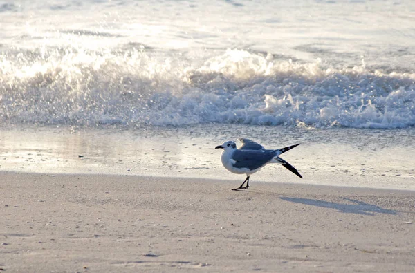 Fiskmås på stranden — Stockfoto