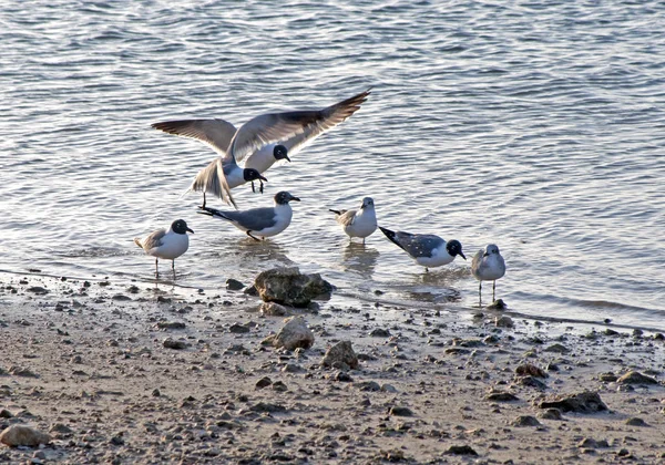 Sirályok a strandon — Stock Fotó