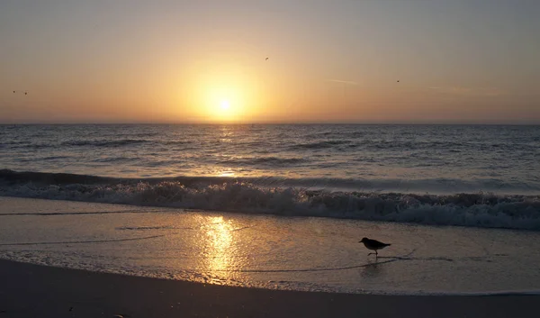 Seagull in silhouette at the beach — Stock Photo, Image