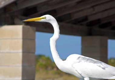 Büyük beyaz balıkçıl kuş