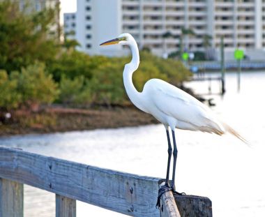 Bir Küpeşte üzerinde büyük beyaz balıkçıl