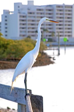 Bir Küpeşte üzerinde büyük beyaz balıkçıl