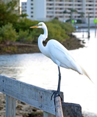 Bir Küpeşte üzerinde büyük beyaz balıkçıl