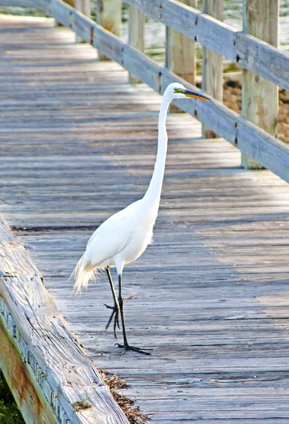 Büyük beyaz Heron beach geçit üzerinde