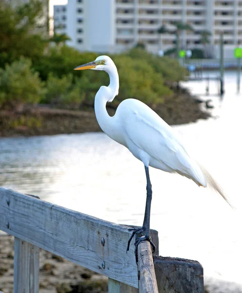 Bir Küpeşte üzerinde büyük beyaz balıkçıl