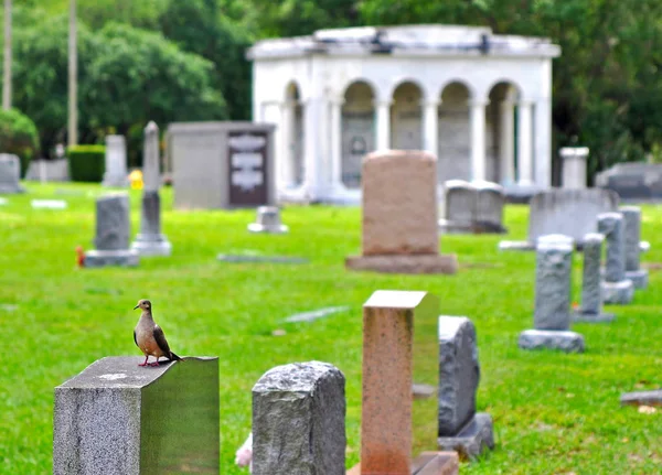 Holubí stojící na kryptě na hřbitově Stock Obrázky