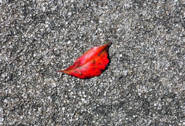 Çakıl arka plan üzerinde kırmızı yaprak