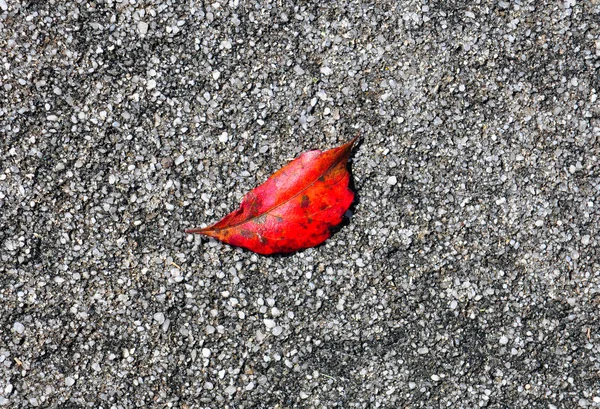 Çakıl arka plan üzerinde kırmızı yaprak