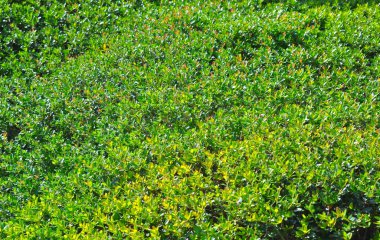 arkaplan olarak bitkiler