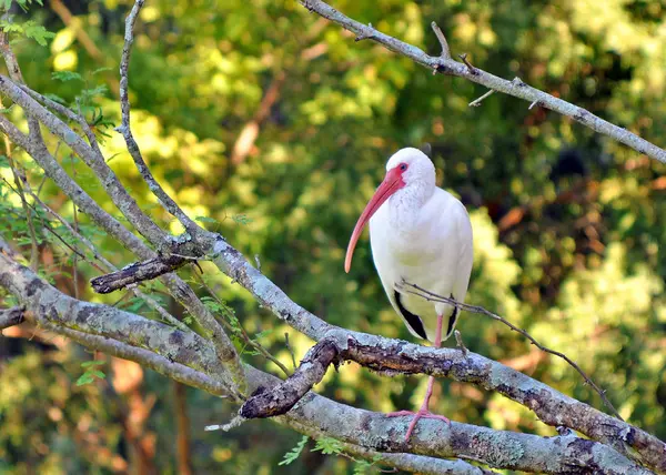 White ibis bird on a tree branch — Stock Photo, Image