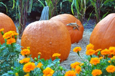 Büyük turuncu kabak yama