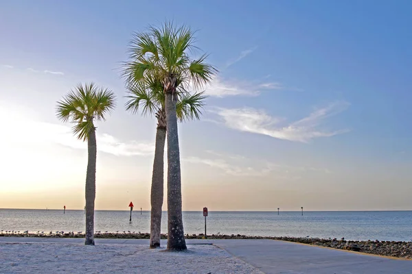 Palm trees on Hudson beach boulevard — Stock Photo, Image