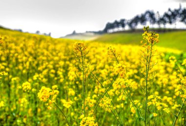 Sarı çiçek alan yukarıda belgili tanımlık Andes dağ, Cayambe'de, Ecuador