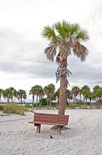 Bench Beach Palm Trees Background Overcast Day — Stock Photo, Image