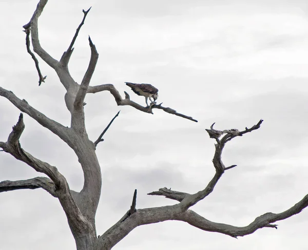 Águila Alto Una Rama Árbol Viejo Día Nublado —  Fotos de Stock