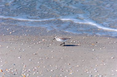 Güneşli bir sabahta kumsalda yürüyüp yiyecek arayan martı. Bell Air Plajı, Florida, Usa