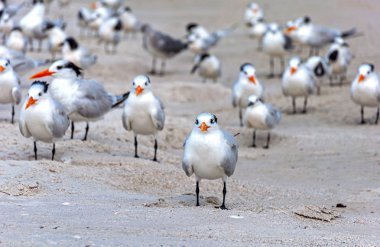 Kumsaldaki kumsalda yiyecek arayan ve güneşin altında dinlenen martılar. Bell Air Plajı, Florida, Usa.